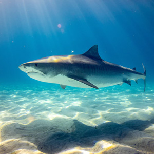 Shark Frenzies in the Media <br /></noscript><span style='font-size: 18px;'>The Ripple Effect of Shark Coverage Out of Water</span>