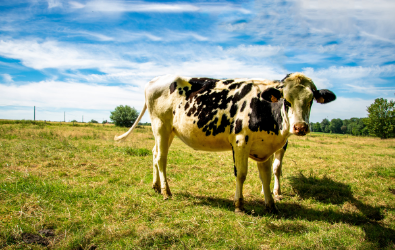 Milk Matters and so does being authentic about your industry challenges