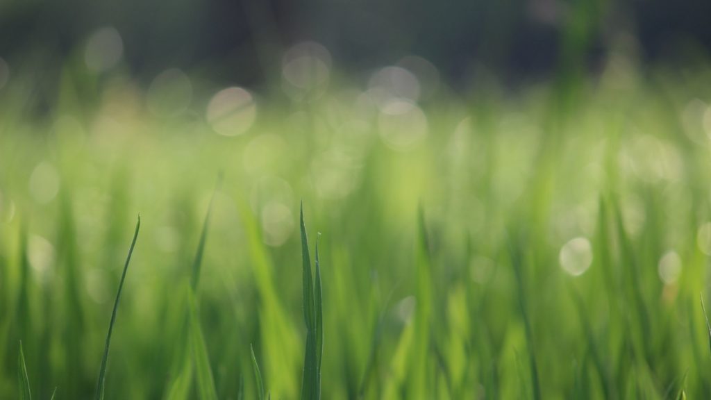 atmospheric shot of dewy grass close up