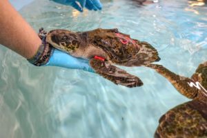 Sea turtle biologist holding stranded sea turtle