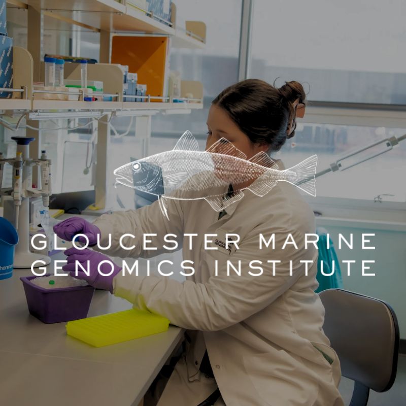 Gloucester Marine Genomics Institute